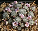 Нажмите на изображение для увеличения.

Название:	Mammillaria_giselae_IMG_9928.jpg
Просмотров:	153
Размер:	189.7 Кб
ID:	330557