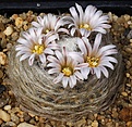 Нажмите на изображение для увеличения.

Название:	Mammillaria_aureilanata_IMG_9932.jpg
Просмотров:	170
Размер:	148.9 Кб
ID:	330571