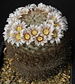 Нажмите на изображение для увеличения.

Название:	Mammillaria_pennispinosa_IMG_9940.jpg
Просмотров:	171
Размер:	116.0 Кб
ID:	330572