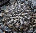 Нажмите на изображение для увеличения.

Название:	Pyrhocactus_totoralensis_WM138.jpg
Просмотров:	168
Размер:	227.3 Кб
ID:	330578
