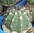 Нажмите на изображение для увеличения.

Название:	d_melocactus1.jpg
Просмотров:	147
Размер:	170.3 Кб
ID:	330592