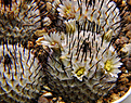 Нажмите на изображение для увеличения.

Название:	Mammillaria_perezdelarosae_andersonii.jpg
Просмотров:	166
Размер:	208.0 Кб
ID:	330612