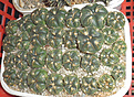 Нажмите на изображение для увеличения.

Название:	seedlings1.jpg
Просмотров:	120
Размер:	148.5 Кб
ID:	330619