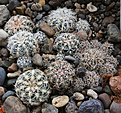 Нажмите на изображение для увеличения.

Название:	Gymnocalycium_bruchii.jpg
Просмотров:	148
Размер:	229.8 Кб
ID:	330625