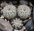 Нажмите на изображение для увеличения.

Название:	Gymnocalycium_bruchii_v.implexum_VG1161.jpg
Просмотров:	123
Размер:	237.1 Кб
ID:	330626