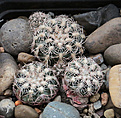 Нажмите на изображение для увеличения.

Название:	Gymnocalycium_bruchii_v.lacumbresitense_VG1160.jpg
Просмотров:	147
Размер:	223.7 Кб
ID:	330627