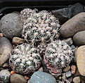 Нажмите на изображение для увеличения.

Название:	Gymnocalycium_bruchii_v.lacumbresitense_VG1160.jpg
Просмотров:	131
Размер:	223.7 Кб
ID:	330627