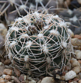 Нажмите на изображение для увеличения.

Название:	Gymnocalycium_bruchii-parvulum_complex_JPR103-248.jpg
Просмотров:	145
Размер:	229.0 Кб
ID:	330628