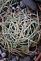 Нажмите на изображение для увеличения.

Название:	Gymnocalycium_monvillei_v.steineri_VG1065.jpg
Просмотров:	146
Размер:	189.6 Кб
ID:	330631