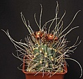 Нажмите на изображение для увеличения.

Название:	Sclerocactus_uncinatus_ssp_wrightii_IMG_9970.jpg
Просмотров:	236
Размер:	121.1 Кб
ID:	330633