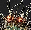 Нажмите на изображение для увеличения.

Название:	Sclerocactus_uncinatus_ssp_wrightii_IMG_9972.jpg
Просмотров:	226
Размер:	116.9 Кб
ID:	330634