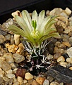 Нажмите на изображение для увеличения.

Название:	Echinocereus_davisii_SB426_IMG_9976.jpg
Просмотров:	230
Размер:	96.4 Кб
ID:	330635