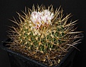 Нажмите на изображение для увеличения.

Название:	Stenocactus_cf_ochoterenanus_IMG_9980.jpg
Просмотров:	178
Размер:	148.2 Кб
ID:	330636