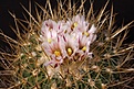 Нажмите на изображение для увеличения.

Название:	Stenocactus_cf_ochoterenanus_IMG_9985.jpg
Просмотров:	240
Размер:	163.7 Кб
ID:	330637