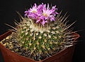 Нажмите на изображение для увеличения.

Название:	Stenocactus_ochoterenanus_rosasianus_IMG_9992.jpg
Просмотров:	222
Размер:	168.2 Кб
ID:	330638