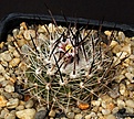 Нажмите на изображение для увеличения.

Название:	Stenocactus_ochoterenanus_Koeres2311_IMG_9995.jpg
Просмотров:	228
Размер:	156.2 Кб
ID:	330639