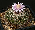 Нажмите на изображение для увеличения.

Название:	Echinofossulocactus_multicostatus_zacatecasensis_SB115_IMG_0003.jpg
Просмотров:	234
Размер:	155.6 Кб
ID:	330640