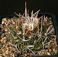 Нажмите на изображение для увеличения.

Название:	Stenocactus_crispatus_lancifer_Pieltz3185_IMG_0010.jpg
Просмотров:	234
Размер:	137.0 Кб
ID:	330641