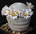 Нажмите на изображение для увеличения.

Название:	Mammillaria_pectinifera_IMG_0022.jpg
Просмотров:	222
Размер:	121.0 Кб
ID:	330643