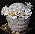 Нажмите на изображение для увеличения.

Название:	Mammillaria_pectinifera_IMG_0022.jpg
Просмотров:	169
Размер:	121.0 Кб
ID:	330643