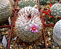 Нажмите на изображение для увеличения.

Название:	1_Mammillaria_bombycina.jpg
Просмотров:	228
Размер:	198.1 Кб
ID:	330663