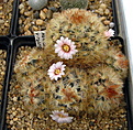 Нажмите на изображение для увеличения.

Название:	1_Mammillaria_carmenae_v.rubrispina.jpg
Просмотров:	174
Размер:	177.8 Кб
ID:	330664