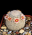 Нажмите на изображение для увеличения.

Название:	1_Mammillaria_egregia.jpg
Просмотров:	216
Размер:	117.7 Кб
ID:	330665