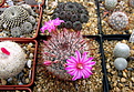 Нажмите на изображение для увеличения.

Название:	1_Mammillaria_longiflora_NH2094.jpg
Просмотров:	205
Размер:	245.6 Кб
ID:	330666