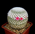 Нажмите на изображение для увеличения.

Название:	1_Mammillaria_supertexta.jpg
Просмотров:	247
Размер:	94.2 Кб
ID:	330667
