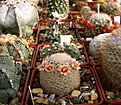 Нажмите на изображение для увеличения.

Название:	2_Mammillaria_egregia.jpg
Просмотров:	161
Размер:	191.9 Кб
ID:	330671