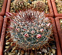 Нажмите на изображение для увеличения.

Название:	2_Mammillaria_longiflora_NH2094.jpg
Просмотров:	161
Размер:	209.0 Кб
ID:	330672