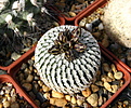 Нажмите на изображение для увеличения.

Название:	2_Turbinicarpus_pseudopectinatus.jpg
Просмотров:	141
Размер:	186.8 Кб
ID:	330674