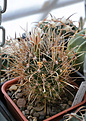 Нажмите на изображение для увеличения.

Название:	Ancistrocactus_brevihamatus.jpg
Просмотров:	159
Размер:	194.4 Кб
ID:	330681