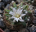 Нажмите на изображение для увеличения.

Название:	Mammillaria_coahuilensis.jpg
Просмотров:	161
Размер:	190.5 Кб
ID:	330682