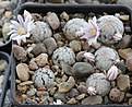 Нажмите на изображение для увеличения.

Название:	Mammillaria_sanchez-mejoradae.jpg
Просмотров:	166
Размер:	222.7 Кб
ID:	330683