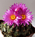 Нажмите на изображение для увеличения.

Название:	Notocactus_uebelmannianus.jpg
Просмотров:	219
Размер:	96.4 Кб
ID:	330687