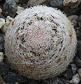 Нажмите на изображение для увеличения.

Название:	Mammillaria_lasiacantha_SB255.jpg
Просмотров:	148
Размер:	241.8 Кб
ID:	330690