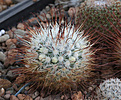 Нажмите на изображение для увеличения.

Название:	Mammillaria_moelleriana.jpg
Просмотров:	144
Размер:	227.4 Кб
ID:	330693