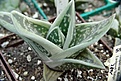 Нажмите на изображение для увеличения.

Название:	gasteria_green_ice-b.jpg
Просмотров:	553
Размер:	54.6 Кб
ID:	330719