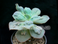 Нажмите на изображение для увеличения.

Название:	echeveria_cv_paul_banyan_0.png
Просмотров:	556
Размер:	222.3 Кб
ID:	330721
