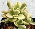 Нажмите на изображение для увеличения.

Название:	cotyledon_ledismisiensis_variegata_20101025_1509210055.jpg
Просмотров:	536
Размер:	149.4 Кб
ID:	330722