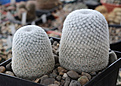 Нажмите на изображение для увеличения.

Название:	Mammillaria_albilanata_SB578.jpg
Просмотров:	133
Размер:	216.4 Кб
ID:	330723