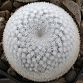 Нажмите на изображение для увеличения.

Название:	Mammillaria_albilanata_SB578+.jpg
Просмотров:	147
Размер:	210.8 Кб
ID:	330724