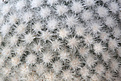 Нажмите на изображение для увеличения.

Название:	Mammillaria_albilanata_SB578_.jpg
Просмотров:	151
Размер:	237.1 Кб
ID:	330725