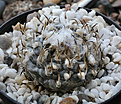 Нажмите на изображение для увеличения.

Название:	Turbinicarpus_polaskii.jpg
Просмотров:	158
Размер:	213.7 Кб
ID:	330734