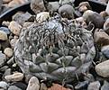 Нажмите на изображение для увеличения.

Название:	Turbinicarpus_sp.Negrita.jpg
Просмотров:	144
Размер:	225.1 Кб
ID:	330736