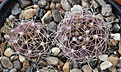 Нажмите на изображение для увеличения.

Название:	Echinopsis_spec_L400.jpg
Просмотров:	145
Размер:	252.1 Кб
ID:	330752