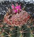 Нажмите на изображение для увеличения.

Название:	Melocactus_spec.jpg
Просмотров:	151
Размер:	223.6 Кб
ID:	330759