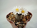 Нажмите на изображение для увеличения.

Название:	Turbinicarpus_valdezianus_v.albiflora.JPG
Просмотров:	166
Размер:	43.9 Кб
ID:	330765