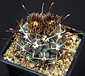 Нажмите на изображение для увеличения.

Название:	Glandulicactus_mathssoni_HO-152_IMG_0157.jpg
Просмотров:	177
Размер:	130.7 Кб
ID:	330771